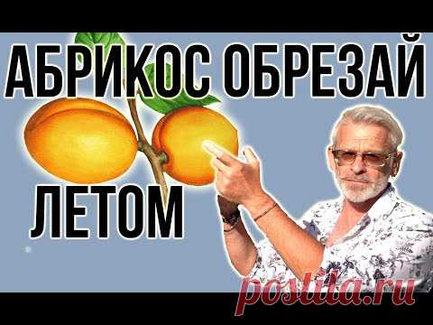 АБРИКОС / Летняя июньская ОБРЕЗКА абрикоса / Игорь Билевич