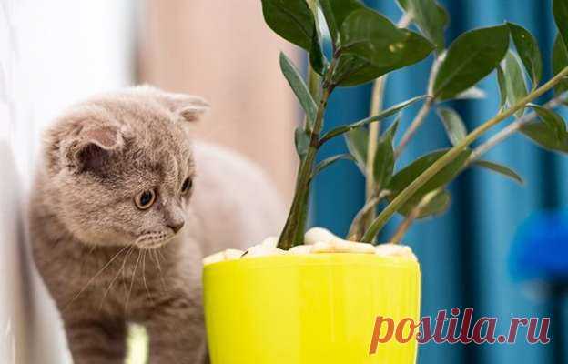 Три комнатных растения, которые нельзя держать в доме — Дачный участок