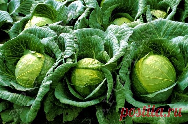 Капусту не сажу рассадой… Капуста – одна из главных культур на овощных грядках .Капусту любят за вкус, сочность, полезные и целебные свойства. Она – источник витаминов и минеральных солей, углеводов и азотистых веществ .Семена капусты можно сеять сразу в грунт на постоянное место.

Я Вам расскажу..как я сажу.Или вернее ска