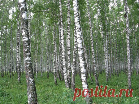 (50) Одноклассники