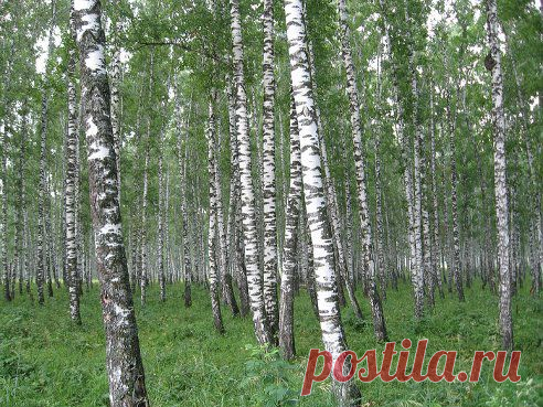 (50) Одноклассники