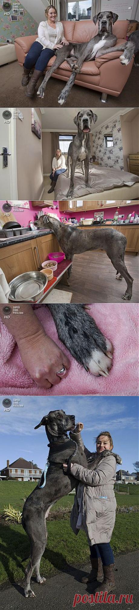 Самая большая собака | Зашибись