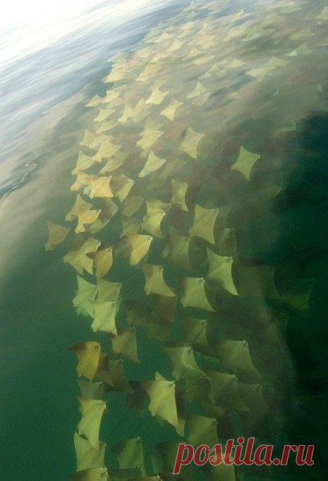 FFUN — Настоящее нашествие электрических скатов