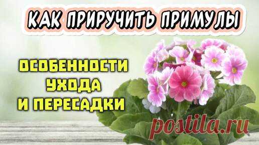 Как приручить примулы. Нюансы выбора, пересадки и ухода | Антон - цветочник | Дзен
