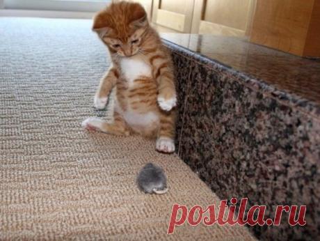 Батюшки… Хто это?
Серый, лохматый. Неужели волк?