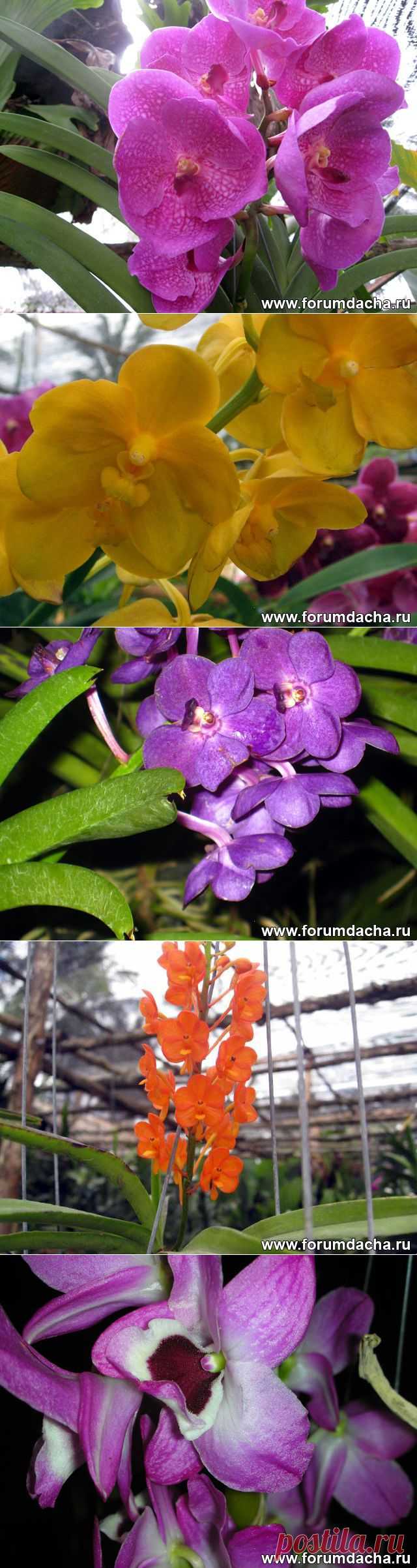 Фото орхидей. Фаленопсис, Ванда, Онцидиум, Дендробиум и ...