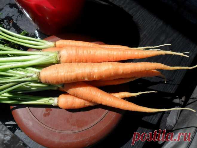 Как получить хороший урожай моркови.