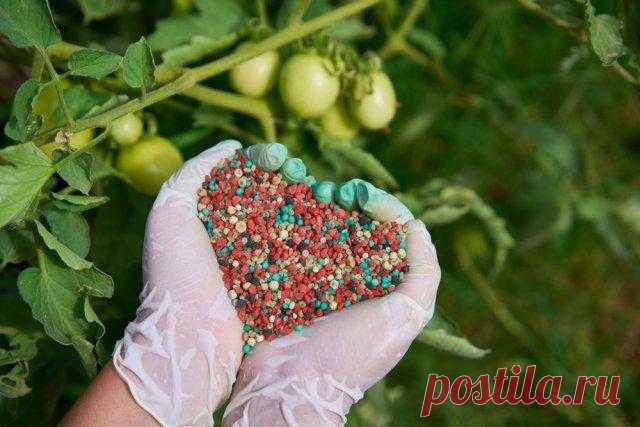 Чем подкормить огород в июле Июль – время активных дачных работ, в числе которых обязательные подкормки огородных культур. Что и чем удобрить в июле для хорошего урожая, мы расскажем в этой статье.
Как известно, на этапе плодонош...