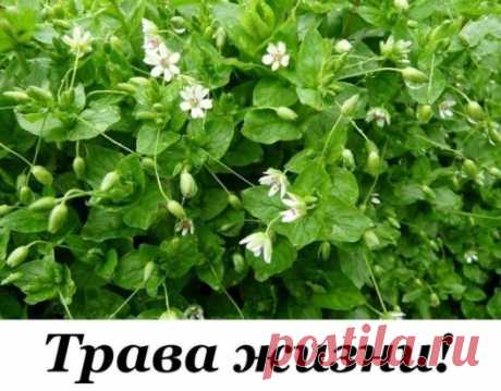 Трава ЖИЗНИ!
Мокрица Омолаживает, улучшает кровь память зрение и в целом весь организм!
мокрица – это истинная кладовая полезных веществ. Особенно много в ней витаминов «С» и «Е», и редкого для растений витамина «К», регулирующего свертываемость крови. Содержит она и минералы: железо, магний, медь, кобальт, а также фитонциды. Это скромное растение обладает ценнейшими свойствами: противовоспалите