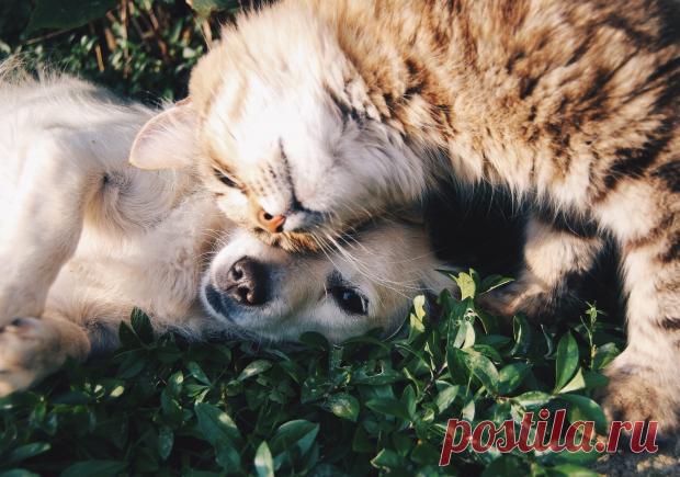 10 пород собак, которые отлично ладят и уживаются с кошками