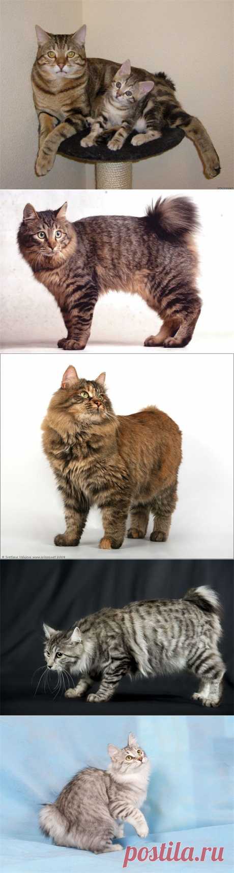 Кошки, - Курильский Бобтейл — Воротила
