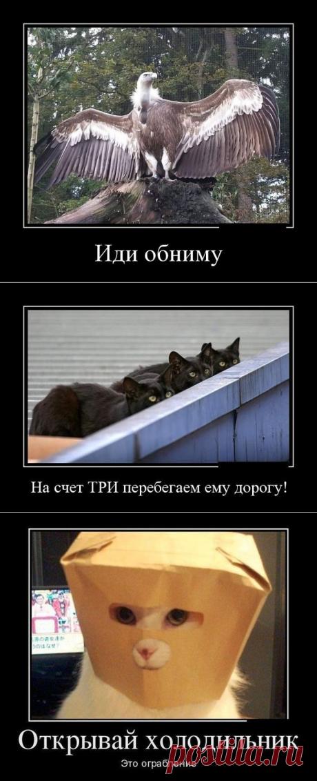 Подборка демотиваторов для хорошего настроения и нескучного времяпровождения!