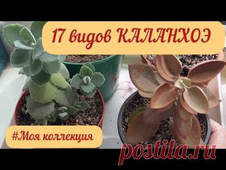 #мояколлекция Семнадцать видов КАЛАНХОЭ!#каланхоэ #суккуленты #уходзасуккулентами