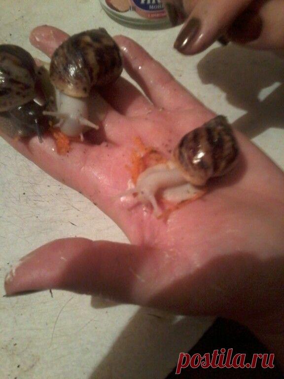 мои ахатинки