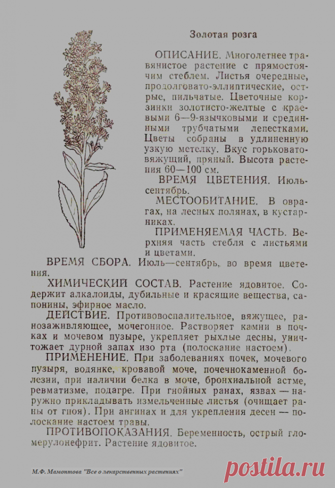 Золотарник обыкновенный или золотая розга