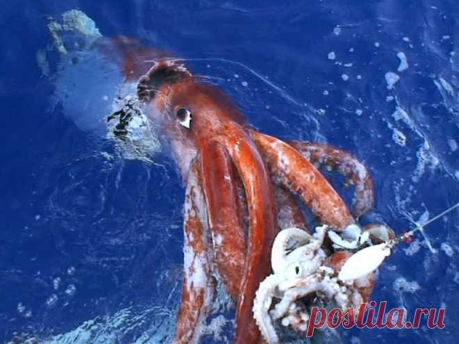 Удивившие своими размерами - Наука и жизнь