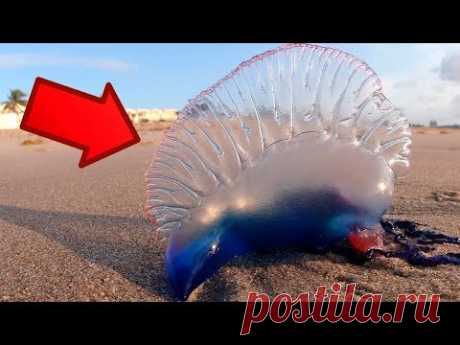 10 ЖИВОТНЫХ, С КОТОРЫМИ ЛУЧШЕ НЕ СВЯЗЫВАТЬСЯ