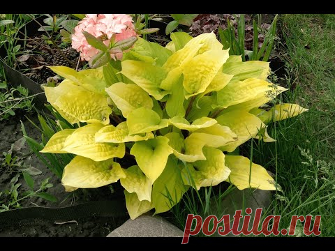 Хоста "Огненный остров" | Hosta "Fire Island" - YouTube