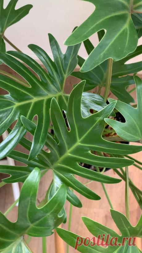 Foliage, leaves, ferns, greenery, undergrowth, overgrown, botanical,