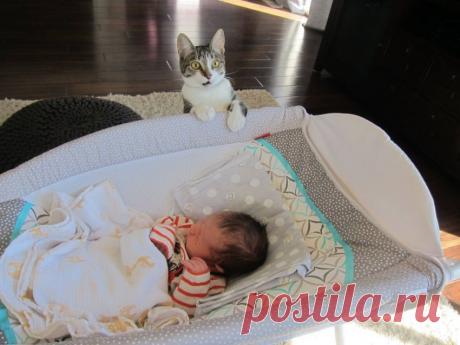Забыли сказать коту, что в семье родился ребенок