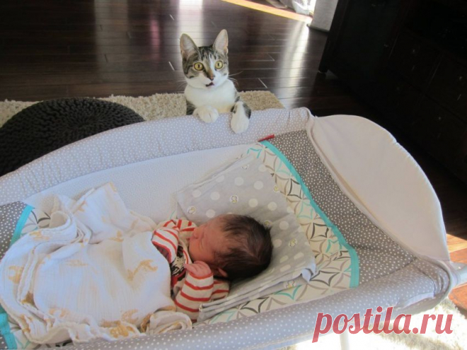 Забыли сказать коту, что в семье родился ребенок