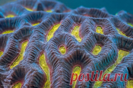 (1) НЫРЯЕМ, ГОСПОДА!