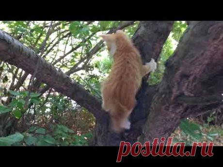 От Печали до Радости...   )