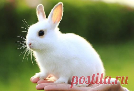 Мир на ладони - Природа, животные, жизнь | ВКонтакте