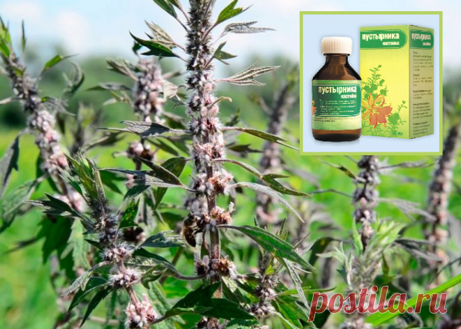 Зачем и как принимать пустырник при сахарном диабете 2 типа