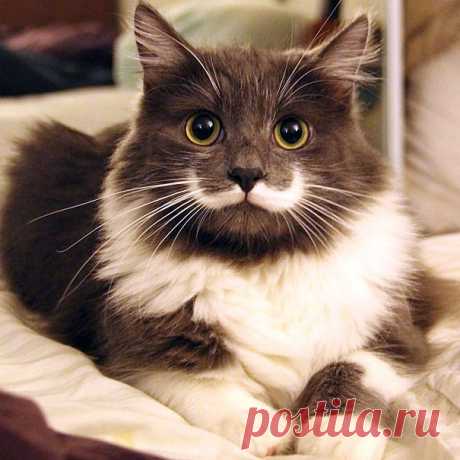 20 кошачьих знаменитостей, которые взорвали Интернет