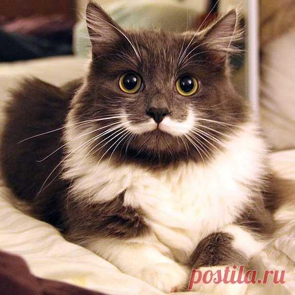 20 кошачьих знаменитостей, которые взорвали Интернет