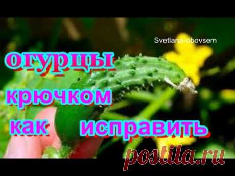ОГУРЦЫ  КРЮЧКОМ -БЫСТРОЕ РЕШЕНИЕ ПРОБЛЕМЫ .СУПЕР ПОДКОРМКА ДЛЯ ОГУРЦОВ ..