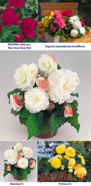 Бегония клубневая - выращивание, посадка, размножение