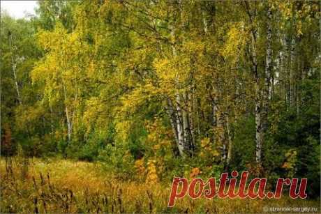 За настроением в осенний лес