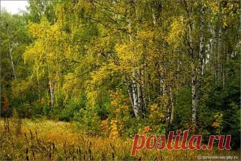 За настроением в осенний лес