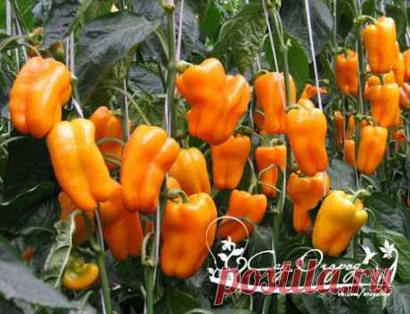 Лучшие сорта сладкого перца Сладкий перец – всегда желанный овощ на нашем…