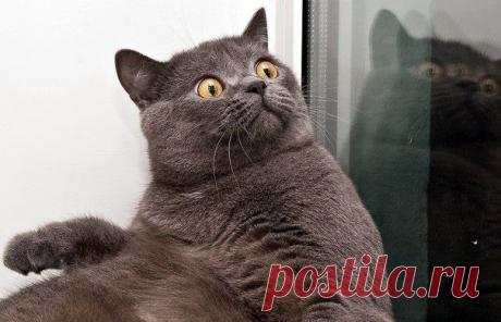 Умение вовремя &quot;ВКЛЮЧИТЬ ДУРУ&quot; -  главныТИ! / Слабый пол!