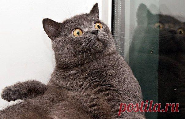 Умение вовремя "ВКЛЮЧИТЬ ДУРУ" -  главныТИ! / Слабый пол!