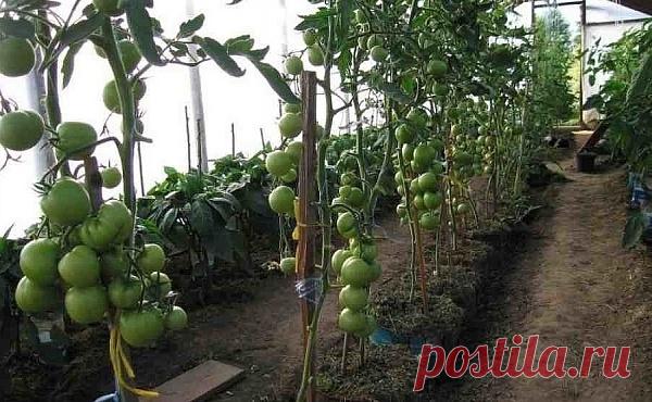 ОГРОМНЫЙ УРОЖАЙ ПОМИДОРОВ, ВЫРАЩЕННЫЙ В ВЕДРАХ