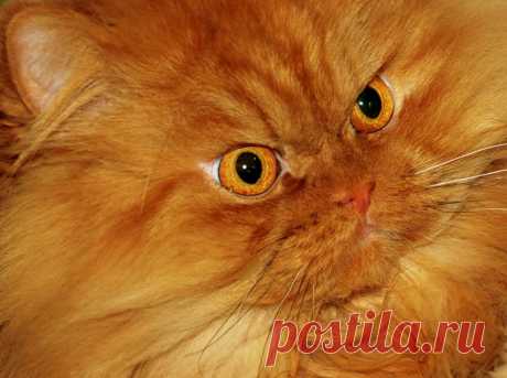 Рыжий перс Garfi