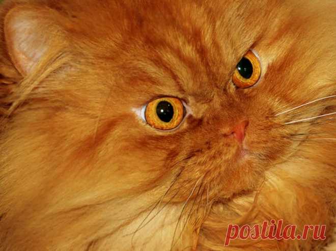 Рыжий перс Garfi