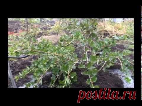 Уход за вишней | Практика ведения дачного хозяйства