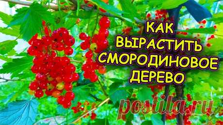 Смородиновое дерево как вырастить. Выращивание штамбовой смородины. Смородина на штамбе.