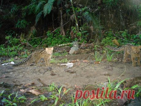 2 Marbled Cats Traveling Together | Felidae Fund | Flickr