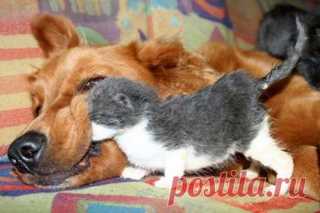 Вот как выглядит железное терпение: