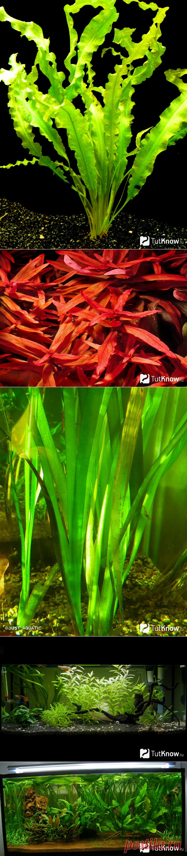 Аквариумные растения