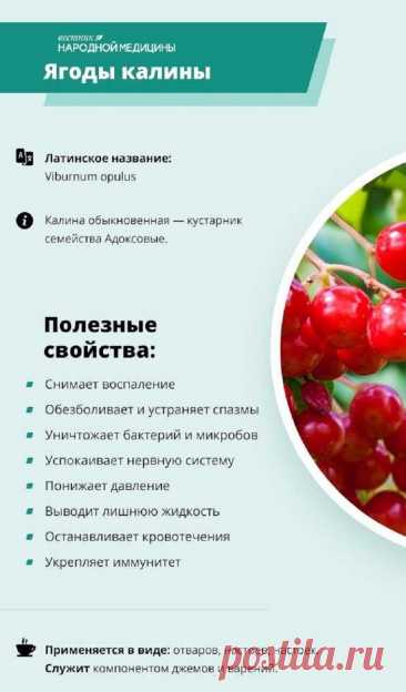 Ягоды калины