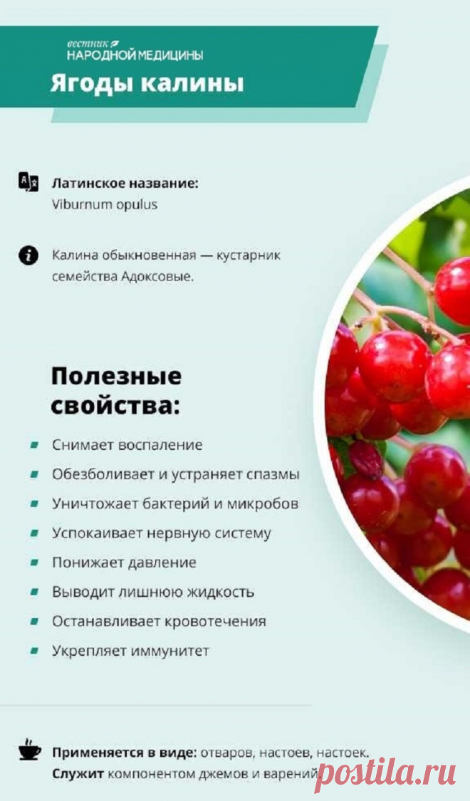 Ягоды калины