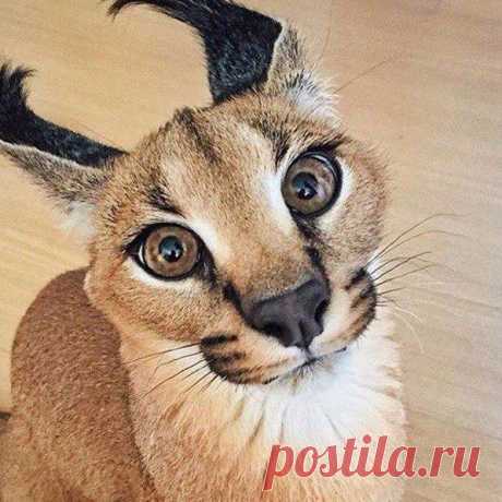 Ольга Устина