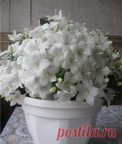 НЕВЕСТА - САМА НЕЖНОСТЬ